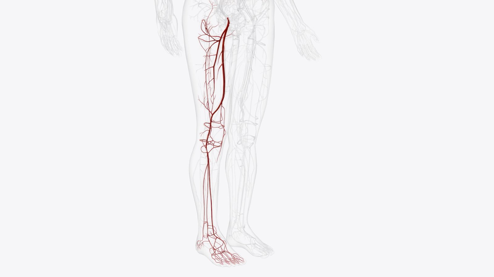 3d_map_for_varicose_vein_treatment_in_turkey