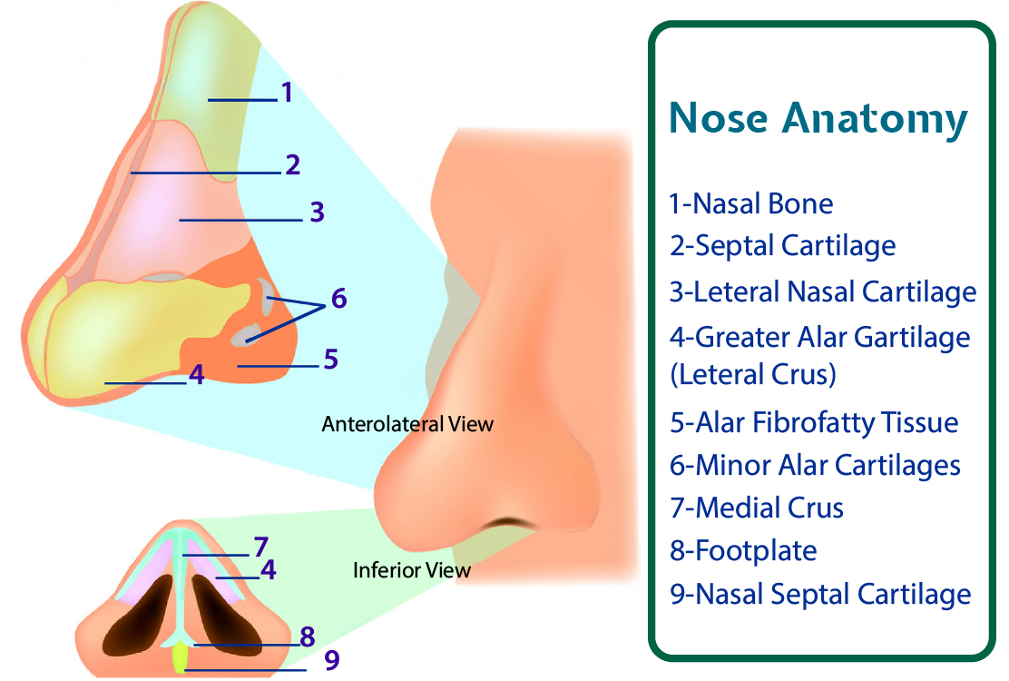 Septale Nasal Septum Anatomy