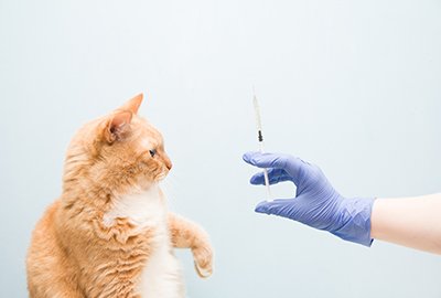 cat_getting_vaccinated_against_monkeypox_in_turkey