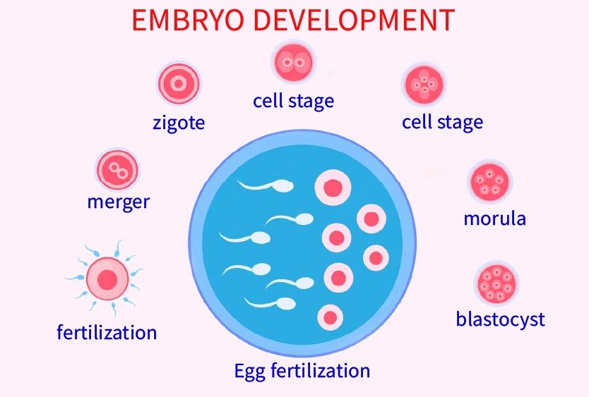 icsi_in_turkey_embryo_formation