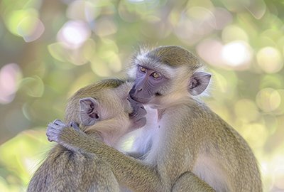 monkey_with_monkeypox_in_turkey_hugging