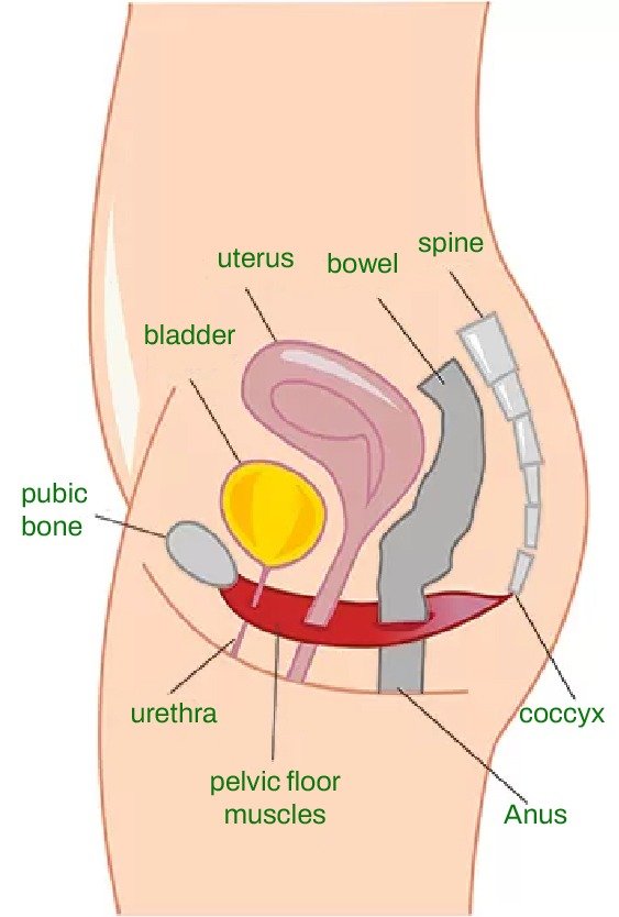 pelvic_floor_for_cosmetic_gynecology_in_turkey