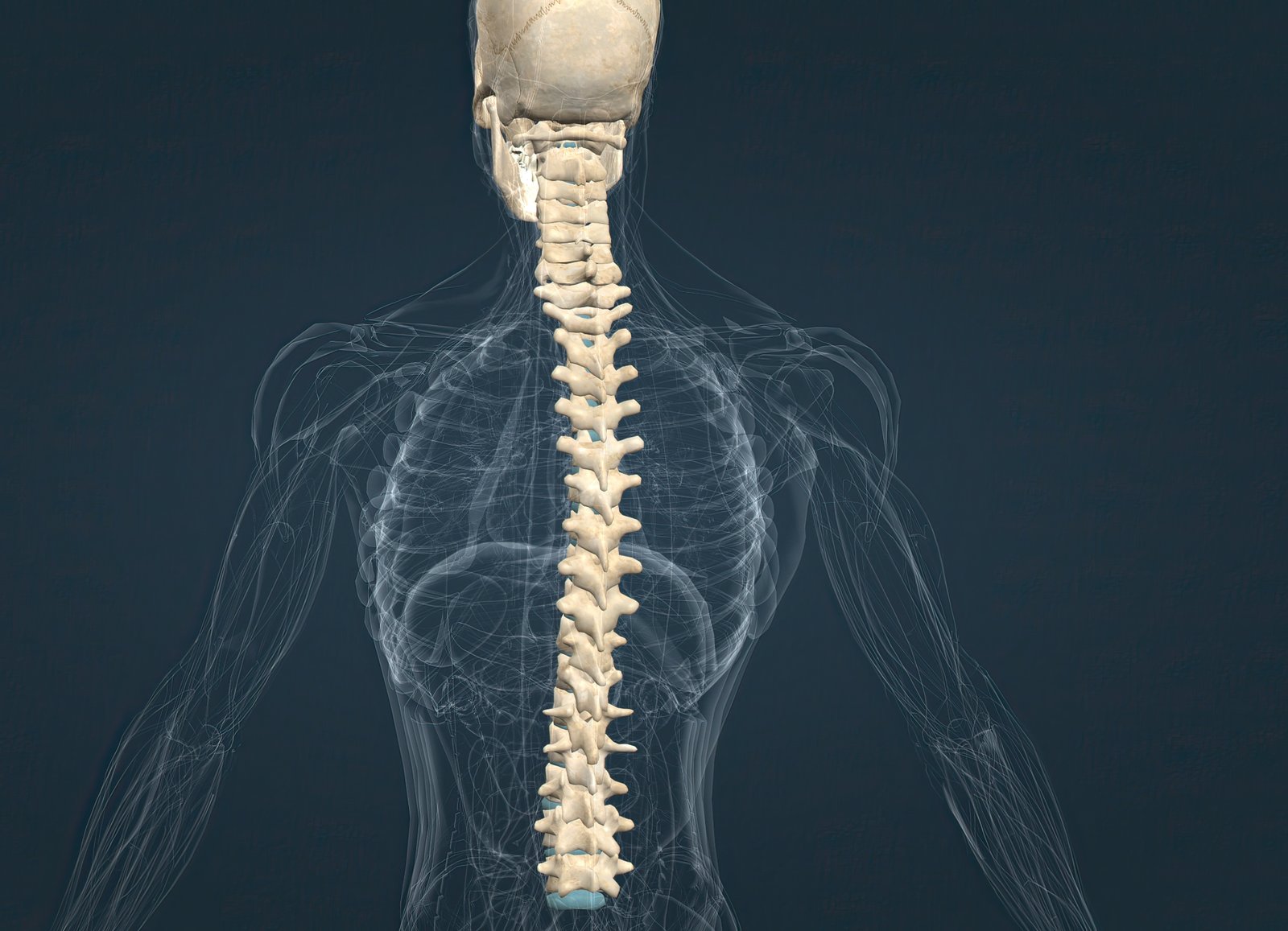 spinal_cord_vector_for_erectile_dysfunction_in_turkey_treatment