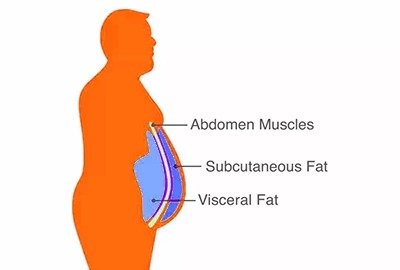 vector_demonstrating_types_of_fats_for_ab_surgery_in_turkey
