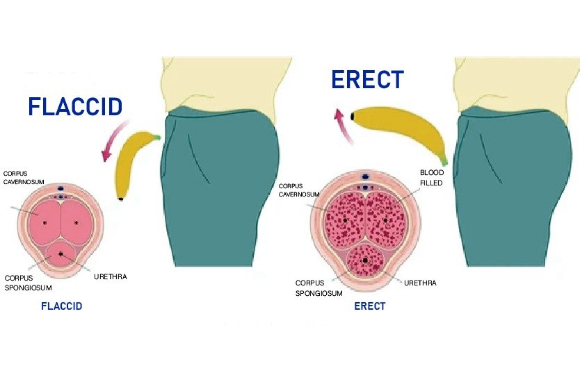 vector_illustrating_erection_process_for_erectile_dysfunction_in_turkey
