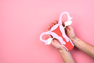 vector_of_female_reproductive_system_for_labiaplasty_in_turkey
